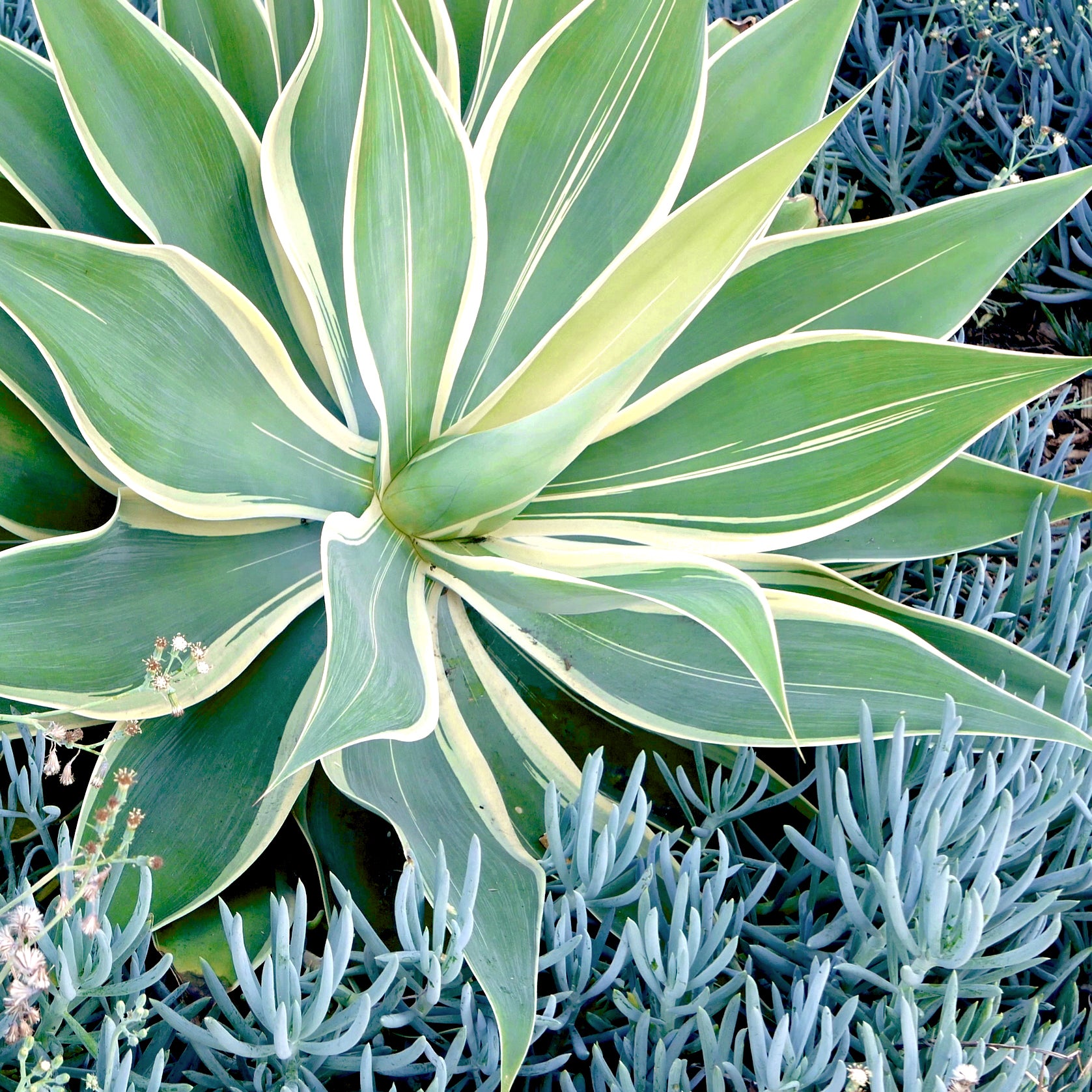 Variegated Fox Tail Agave (7823948677375)